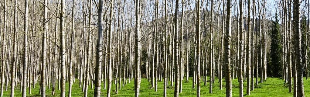 10ª ETAPA DE LA RUTA DEL TER:  SANT JULIÀ DE RAMIS- SANT JORDI DESVALLS 