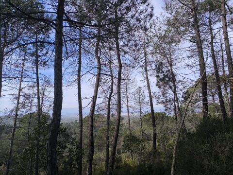 Sortida a Sant Cristòfol del Bosc (Llambilles)